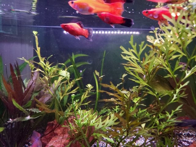 20190413_200414.jpg 20190413_200414.jpg