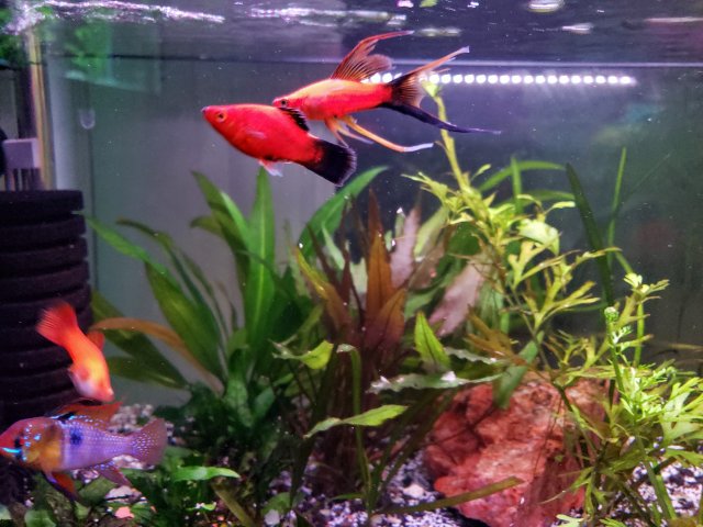 20190413_200431.jpg 20190413_200431.jpg