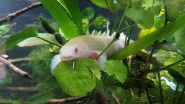 Albino Senegal.jpg