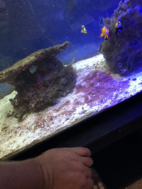 Hair Algae Monsterfishkeepers Com