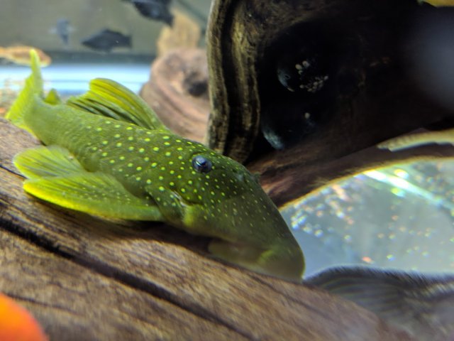 green phantom.jpg