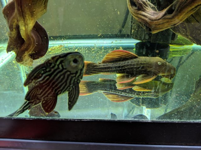 pleco.jpg