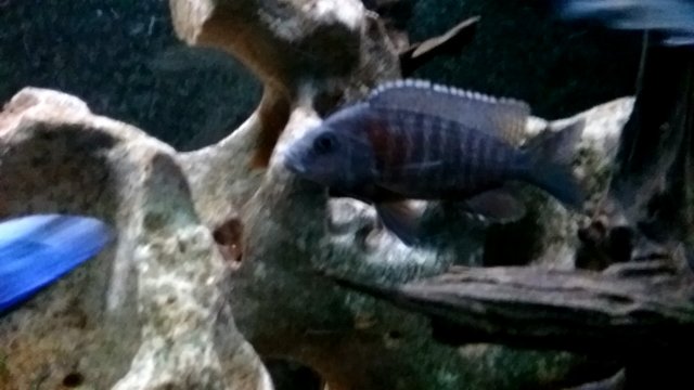 20190419_063142.jpg 20190419_063142.jpg