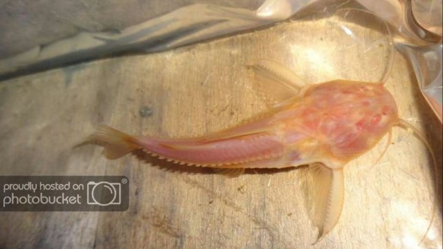 albino irwini.jpg