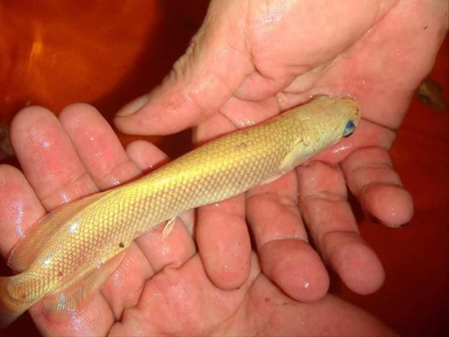 xanthic arapaima maybe.jpg