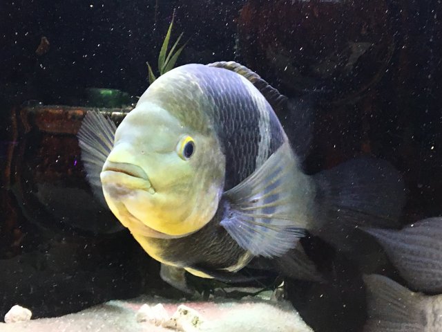 Chancho 2, 4-22-2019.JPG Chancho 2, 4-22-2019.JPG