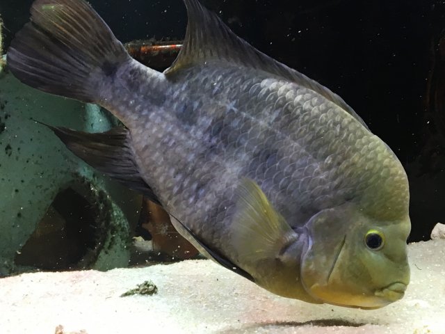 Chancho 4, 4-22-2019.JPG Chancho 4, 4-22-2019.JPG