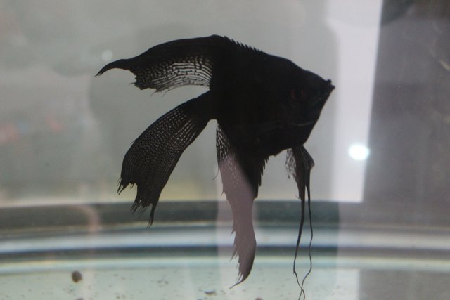 IMG_0145.jpg IMG_0145.jpg