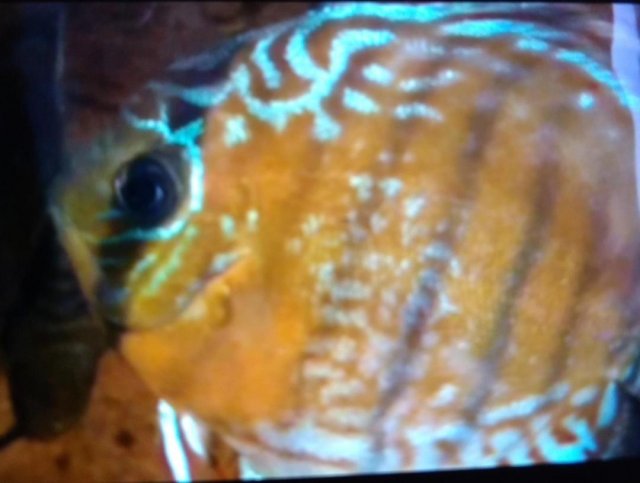 Green Tefe Discus-Male.jpg