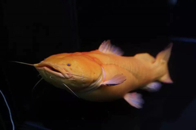 albino apure 2.jpg