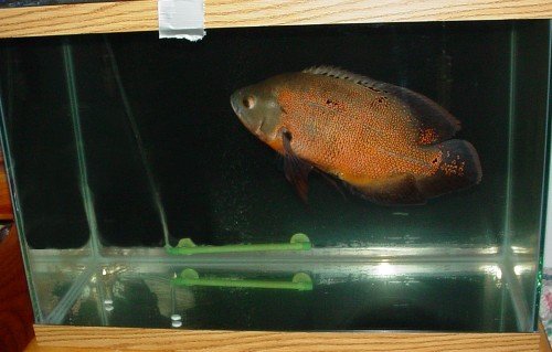 oscar in a 20 gal.jpg