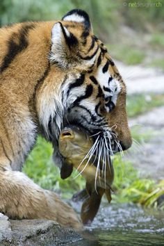 tiger-eating-fish.jpg