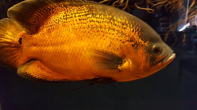 15566369498711148438455.jpg 15566369498711148438455.jpg