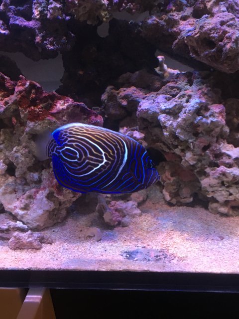 81DB73DF-71E6-430B-879B-B4BD73E23157.jpeg 81DB73DF-71E6-430B-879B-B4BD73E23157.jpeg