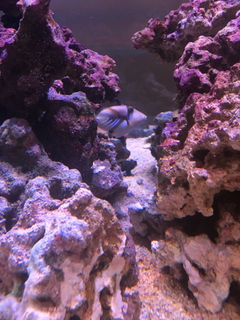 CBCD1186-B298-4B7E-BCD1-85C6F26615F4.jpeg CBCD1186-B298-4B7E-BCD1-85C6F26615F4.jpeg