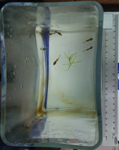 Panda Loaches With Ruler.jpg