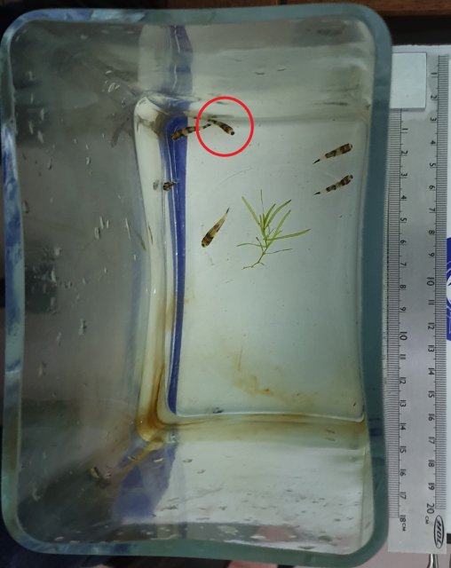 Skinny Panda Loach.jpg