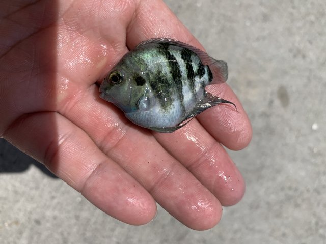 FS/ Polar Blue Zebra Parrot 1.5"-2" Garden Grove CA 92840 - $20