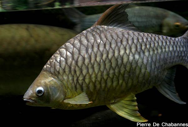 Hypsibarbus wetmorei 2.jpg