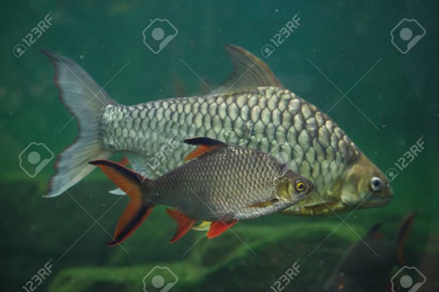 92659864-tinfoil-barb-barbonymus-schwanenfeldii-and-the-yellow-eyed-silver-barb-hypsibarbus-pi...jpg