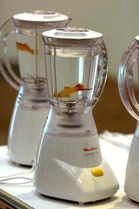goldfish_blender2.jpeg