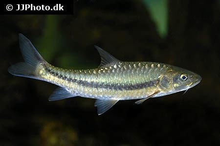 neolissochilus-32e9d2de-cbac-4541-8545-3bd06ebe6ad-resize-750.jpeg