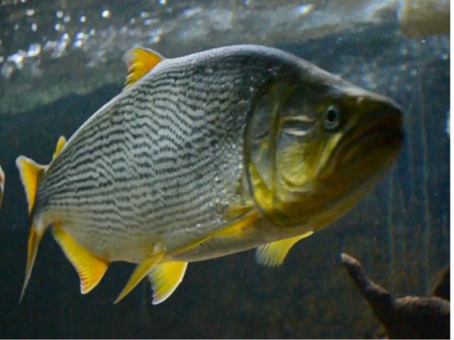 dorado1.jpg