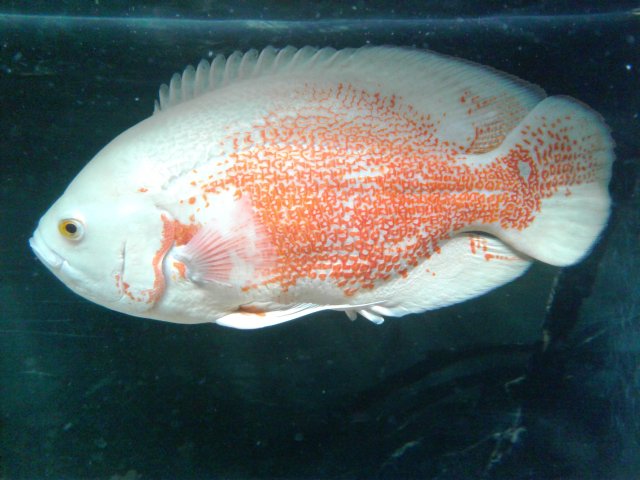Black spots on Lutino Oscar | MonsterFishKeepers.com