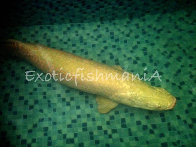 albino arapaima.jpg