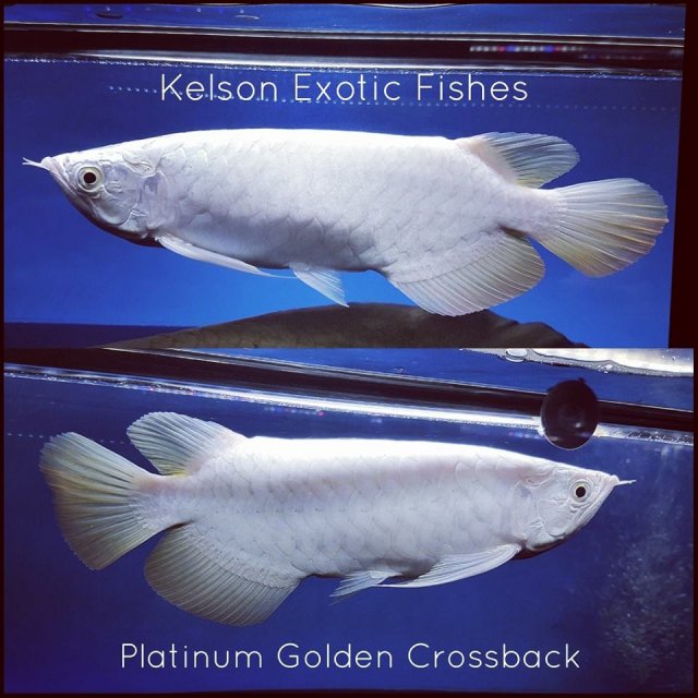 kelson platinum golden crossback.jpg