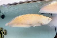 albino silver x black semi short polkadot.jpg