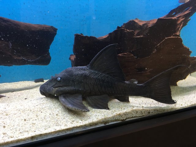 New blue eyed pleco