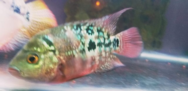 IMG-20190504-WA0079.jpg IMG-20190504-WA0079.jpg