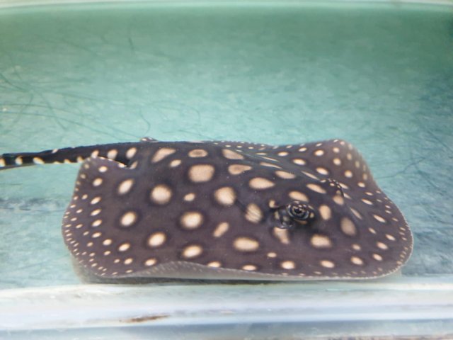 60975497_672562829831796_5095580046429519872_n.jpg 60975497_672562829831796_5095580046429519872_n.jpg