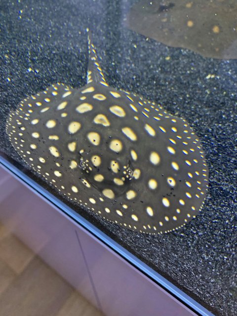 60809637_306884596912044_8393002266939883520_n.jpg 60809637_306884596912044_8393002266939883520_n.jpg