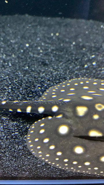 60916052_291605508383966_8456083508178190336_n.jpg 60916052_291605508383966_8456083508178190336_n.jpg