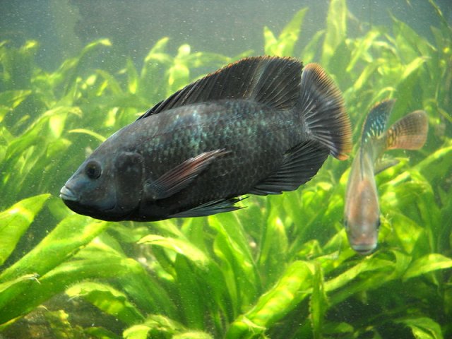 Oreochromis_mossambicus.jpg