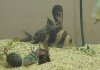 synodontisdecorus&multipunctatus2.jpg