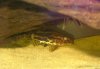 synodontusflavitaenatus6.jpg
