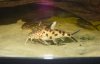 synodontusgroup1.jpg