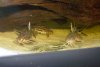 synodontusgroup2.jpg
