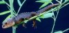 skink1.jpg