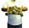 sulcata ps.jpg