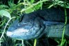 Protopterus annectens African lungfish.jpg