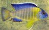 Aulonocara_Blue_Neon_(2).JPG