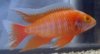 Aulonocara_Eureka_Red_Albino.JPG
