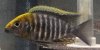Aulonocara_Maylandi_Sulphurhead_Eccles_Reef.JPG