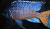 Aulonocara_Ngara_Flametail.JPG