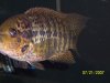 Fishes 3 709.jpg