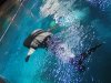 Whale Shark top view.JPG